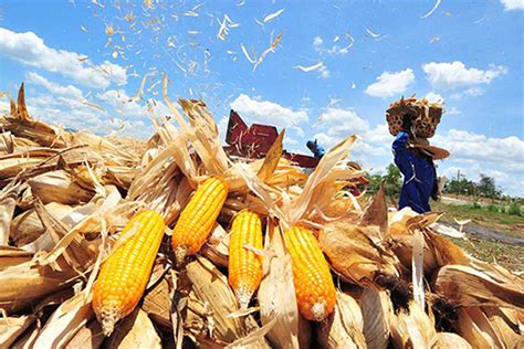 PHL output of staple crops up in 2023–PSA .